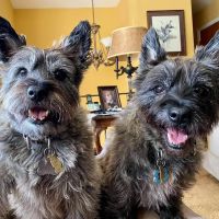 Companion Veterinary Hospital of Wayne ico