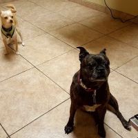 VCA Little Falls Animal Hospital ico