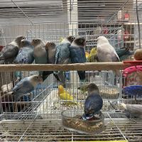 La Jungla Pet Shop ico