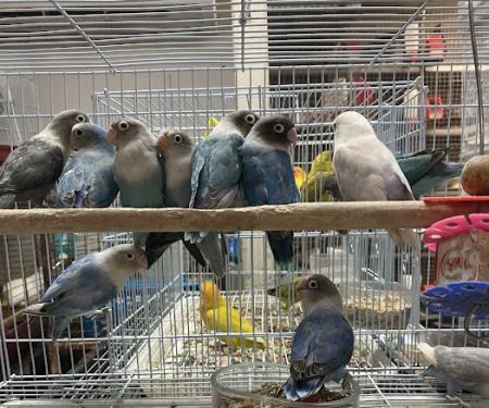 La Jungla Pet Shop