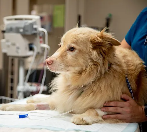 Wayne Valley Animal Hospital Picture 1