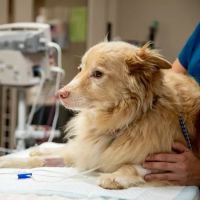 Wayne Valley Animal Hospital ico
