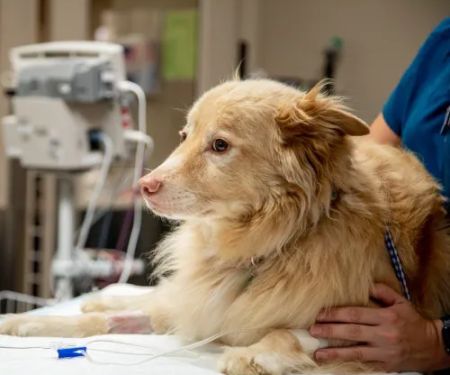 Wayne Valley Animal Hospital