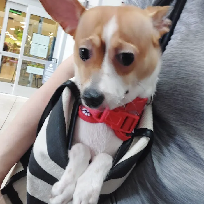 Pet Supermarket Picture 4