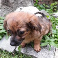 Wayne Hills Animal Hospital ico