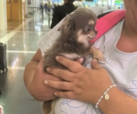 Platinum Pups Of Miami