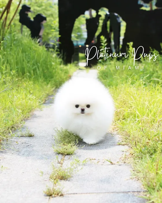 Platinum Pups Of Miami Picture 5