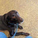 Wayne Animal Hospital