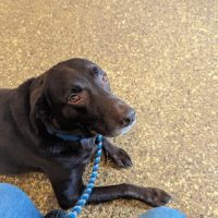 Wayne Animal Hospital ico