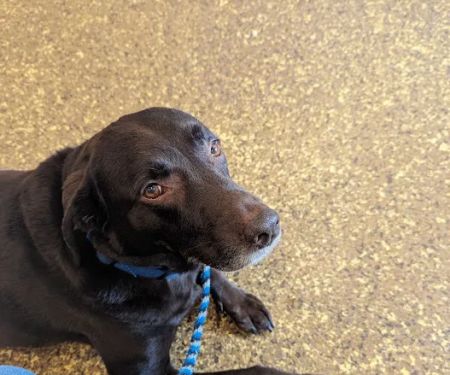 Wayne Animal Hospital