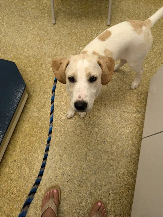 Wayne Animal Hospital Picture 2