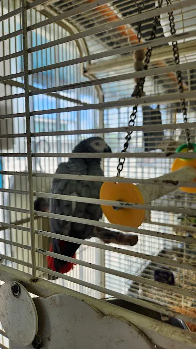 Pet Shop EddyRolex Dj Corp Picture 1