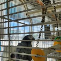 Pet Shop EddyRolex Dj Corp ico