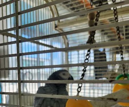 Pet Shop EddyRolex Dj Corp