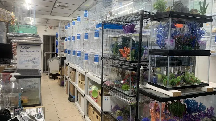 Pet Shop EddyRolex Dj Corp Picture 6