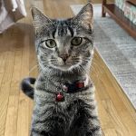North Jersey Animal Hospital