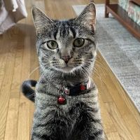 North Jersey Animal Hospital ico