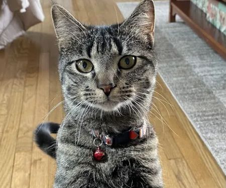 North Jersey Animal Hospital