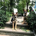 Riverdale Integrative Veterinary Care