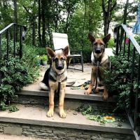 Riverdale Integrative Veterinary Care ico
