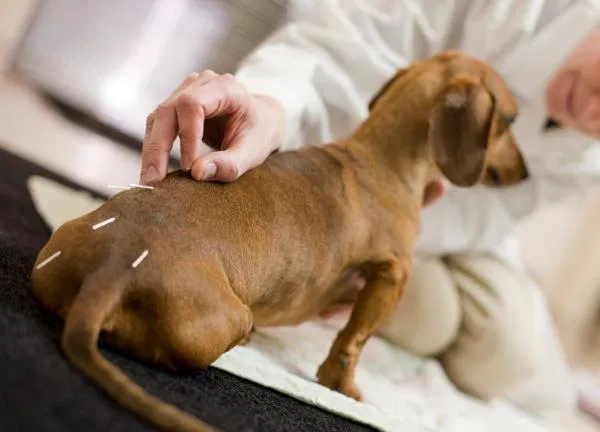 Riverdale Integrative Veterinary Care Picture 6