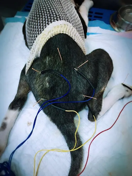 Riverdale Integrative Veterinary Care Picture 10