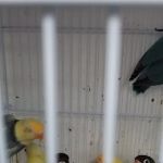 Animal House Pet Shop