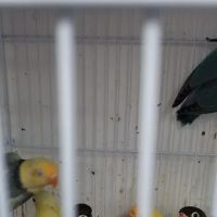 Animal House Pet Shop ico