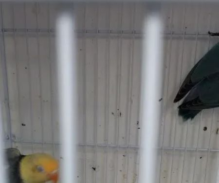 Animal House Pet Shop