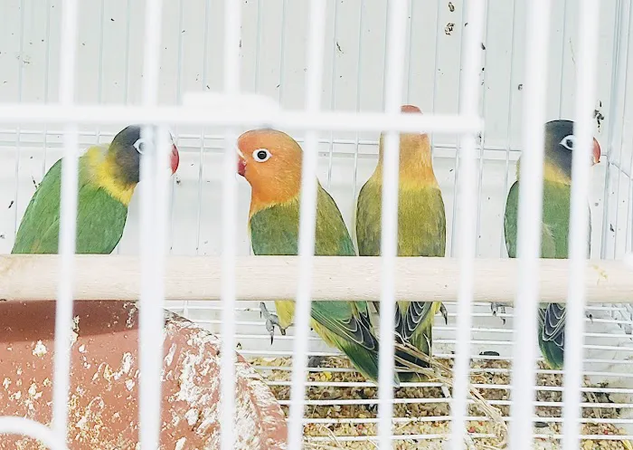 Animal House Pet Shop Picture 8