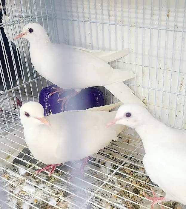 Animal House Pet Shop Picture 10