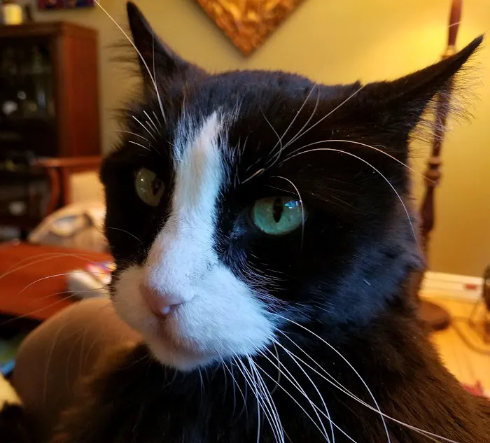 Town & Country Veterinary Cat Hospital Picture 3
