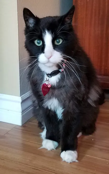 Town & Country Veterinary Cat Hospital Picture 5
