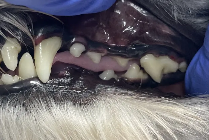 Snuggly Tails Dental Picture 2