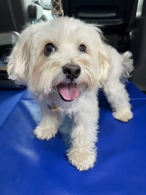 Snuggly Tails Dental Picture 3