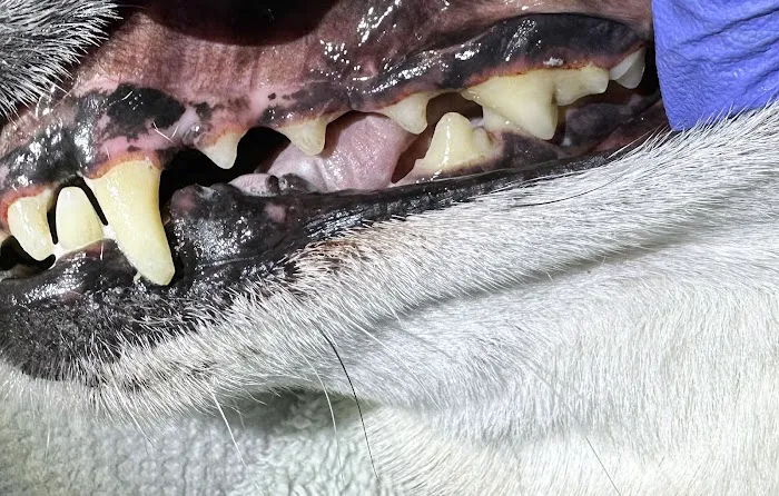 Snuggly Tails Dental Picture 1