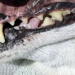 Snuggly Tails Dental