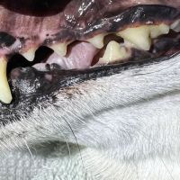 Snuggly Tails Dental ico