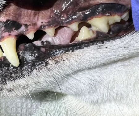 Snuggly Tails Dental