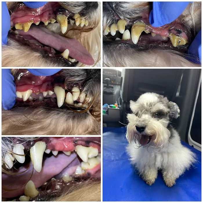 Snuggly Tails Dental Picture 8