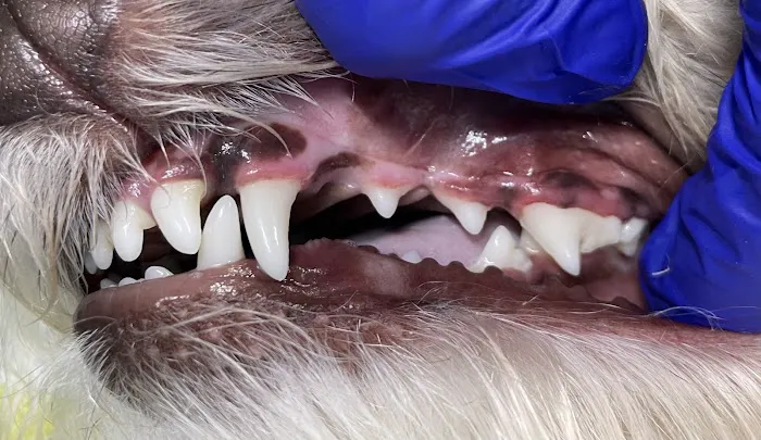 Snuggly Tails Dental Picture 7