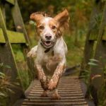 Pompton Lakes Animal Hospital