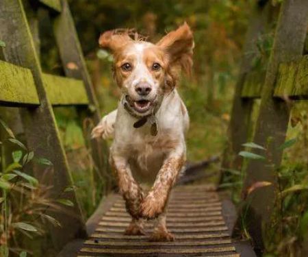 Pompton Lakes Animal Hospital