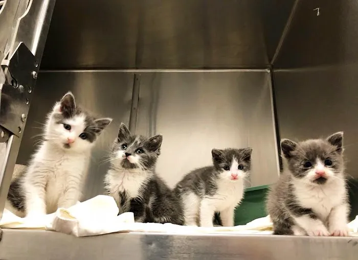 Pompton Lakes Animal Hospital Picture 9