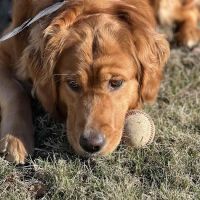 Butler Veterinary Hospital ico