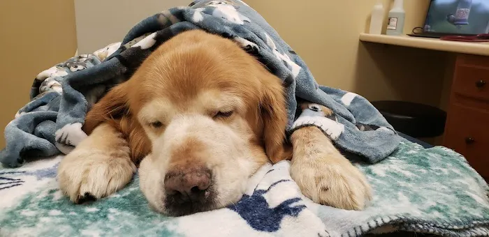 Butler Veterinary Hospital Picture 2