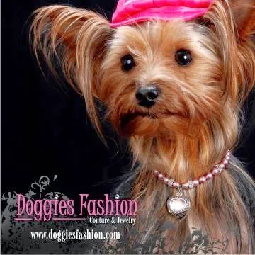 Doggies Fashion, Inc. Picture 2