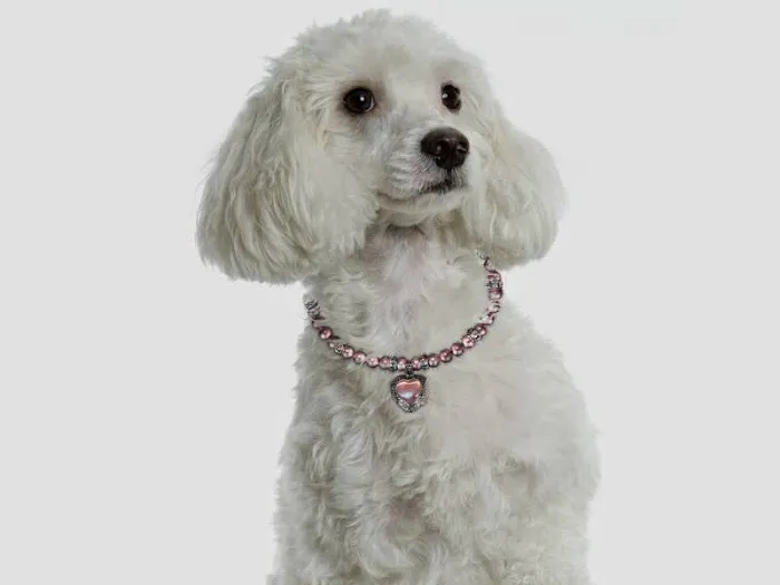 Doggies Fashion, Inc. Picture 6