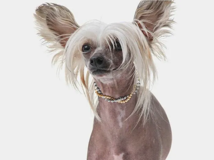 Doggies Fashion, Inc. Picture 4