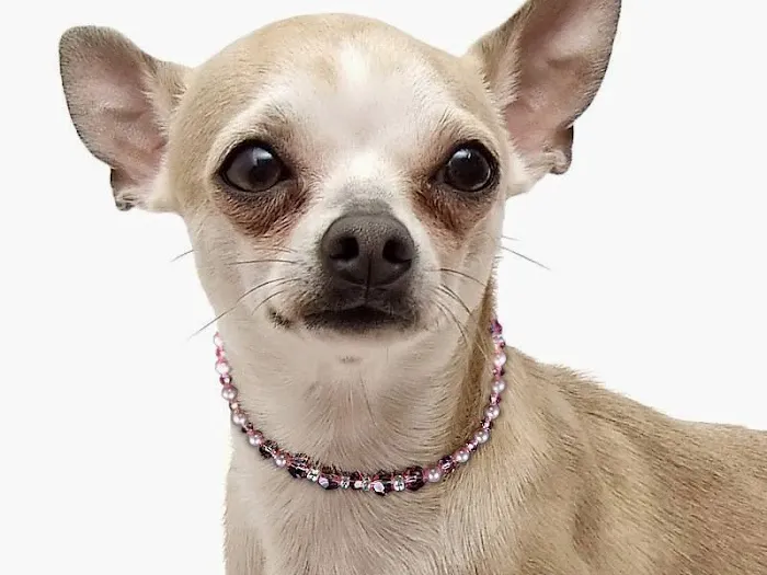 Doggies Fashion, Inc. Picture 3